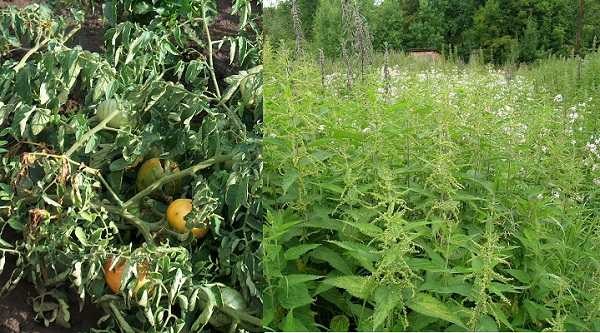 Deux plantes qui éliminent efficacement l'odeur des toilettes à la campagne