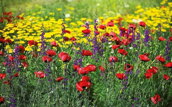 Cela ressemble à une pelouse mauresque - une émeute de couleurs toute la saison