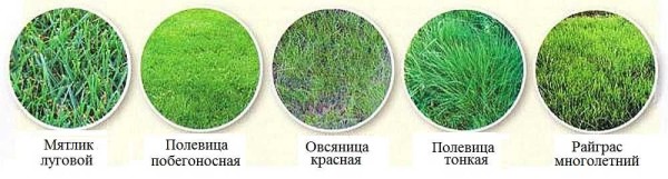 Le choix de l'herbe à gazon est large, mais cinq principaux sont le plus souvent utilisés:
