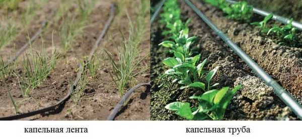 L'irrigation peut être organisée à l'aide de bandes anti-goutte ou de tuyaux anti-goutte