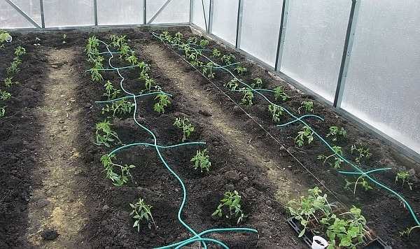 L'irrigation goutte à goutte est utilisée dans les potagers et les serres. Il est plus efficace lors de la culture de légumes et de fruits