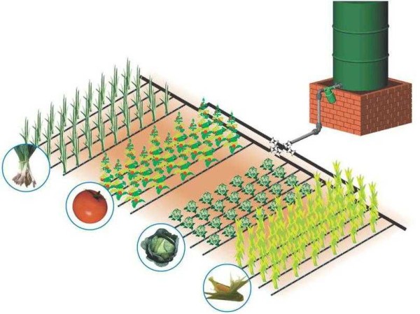 L'irrigation goutte à goutte à faire soi-même est facile à faire: Les schémas de la serre et du potager sont les mêmes