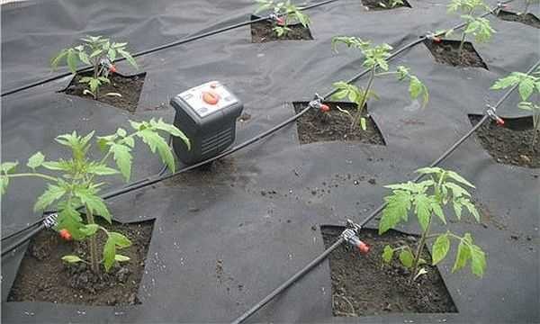 L'irrigation goutte à goutte à faire soi-même ne coûte pas très cher