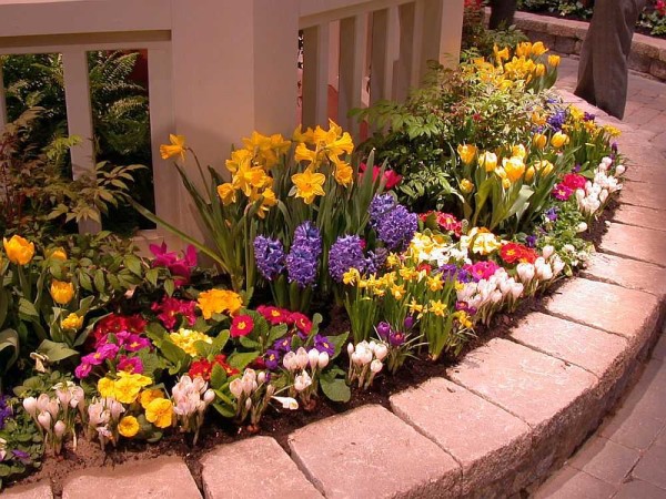Parterre de fleurs de printemps - toutes les couleurs à la fois. Il est élevé - les fleurs sont plantées légèrement plus haut que le sol dans le reste de la parcelle