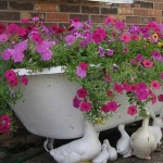 Les fleurs poussaient dans le bain - un grand parterre de fleurs