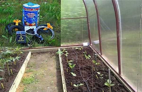 Le kit d'irrigation goutte à goutte AquaDusya est idéal pour une utilisation dans les petites serres, il fonctionne également avec des lits ouverts