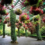 Accrochez des pots de fleurs avec des plantes ampeleuses sur le dessus - et l'arc deviendra encore plus élégant