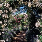 L'arche sous la rosace grimpante est la même pergola. Mais la masse d'une rose est inférieure à celle d'une vigne et des structures en bois sont toujours faites pour cela.
