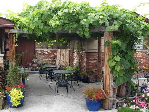 Auvent de la pergola près de la maison de vigne - ombre dense même à midi