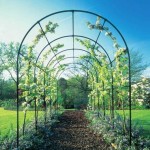 Une autre arche de rose est la pergola de jardin que nous voyons le plus souvent.