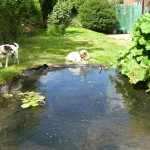 Vous plantez des plantes et attendez l'acceptation de l'état)))