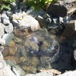 Pour donner vie à l'image, le fond était également tapissé de pierres, une pompe pour l'aquarium a été installée