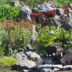 L'eau, débordant lorsque la pompe est allumée, est diluée dans toute la zone: des mini-ruisseaux ont été créés, le long des bords desquels des fleurs ont été plantées. Et le mini-bassin donne vie à la désormais vaste zone plantée de plantes