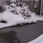 Et c'est un étang d'hiver. Chez nous, il n'est recouvert de glace que dans les gelées mêmes et ne gèle pas jusqu'au fond. Les poissons y hibernent