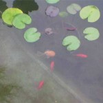 Et ce sont nos poissons