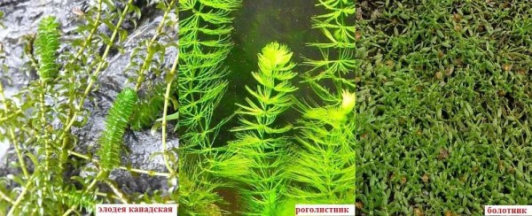 Ces plantes oxygènent l'eau