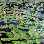 Rdest flottant