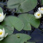 Nénuphar blanc