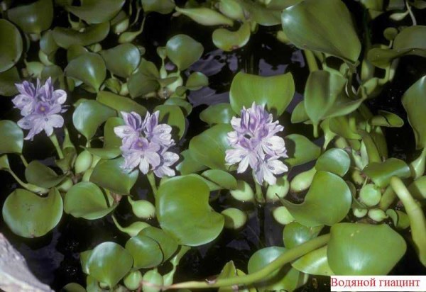 Pour empêcher l'eau de l'étang de fleurir, plantez cette belle fleur