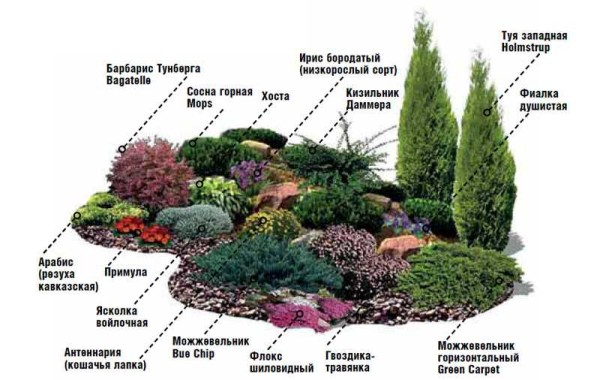 Que peut-on planter sur une petite colline ou dans une rockaria