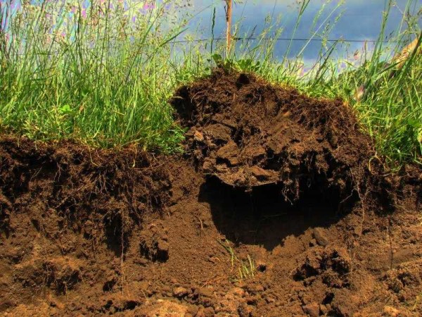 Nous enlevons le gazon et la couche fertile à une profondeur d'environ 20 cm