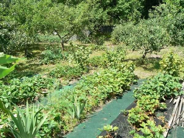 Un vieux tapis peut devenir une allée de jardin (bien qu'un an)