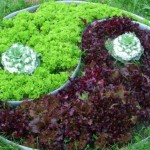 Différents types de salade - belle, saine, savoureuse