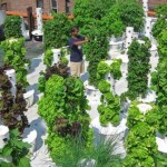 Potager vertical