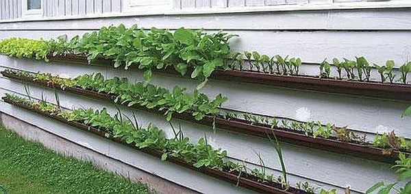 Potager sur le mur de la maison