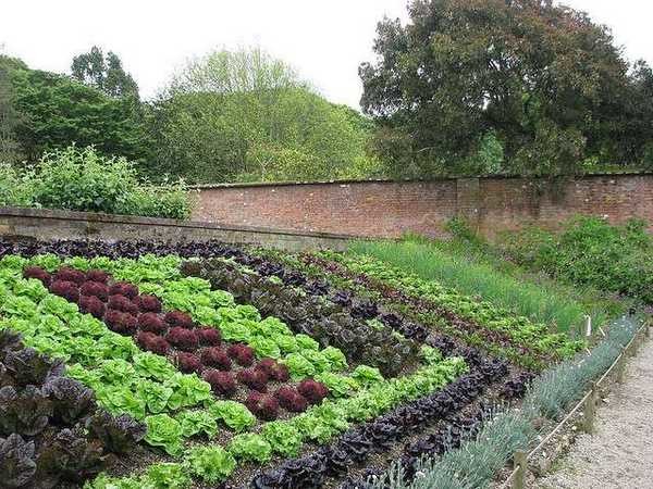 Des légumes à feuilles uniformément plantés de différentes variétés sont déjà beaux