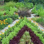 Potagers bordés de fleurs - magnifique