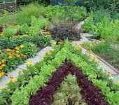 Potagers bordés de fleurs - magnifique