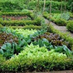 L'arbuste de bordure ne poussera pas en un an, mais il est magnifique