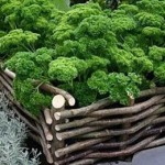 Coupez des branches flexibles dans la forêt (saules, par exemple) et pendant qu'elles sont fraîches, tissez une clôture pour un lit surélevé