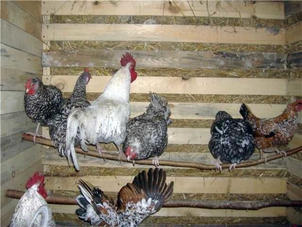 Fixez les branches épaisses ordinaires - voici un perchoir pour les poulets. Il y en a plus qu'assez dans le poulailler du pays