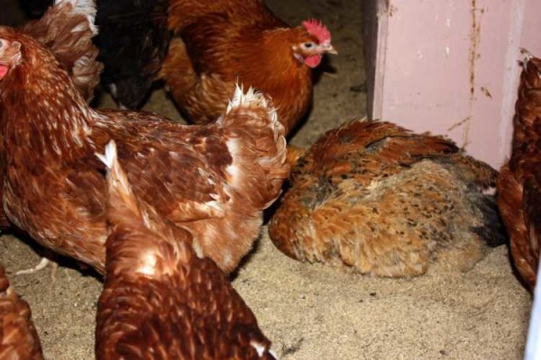 Les poulets avec de la sciure se sentent bien même par temps froid