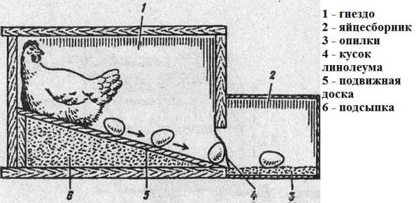 Conception de nid pour poulets avec récepteur d'oeufs