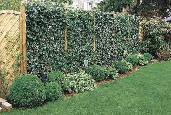 Un tel mur est beaucoup plus décoratif que même la plus belle clôture.