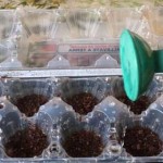 Le plateau à œufs en plastique peut également être utilisé comme mini-serre pour les semis