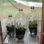 L'utilisation de bouteilles en plastique est déjà familière, seule la forme n'est pas standard. La bouteille est seulement coupée et un verre avec des semis est inséré à l'intérieur, ou vous pouvez le planter directement à l'intérieur ...