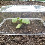 Leur bac en plastique peut être une serre individuelle pour les semis plantés dans le sol