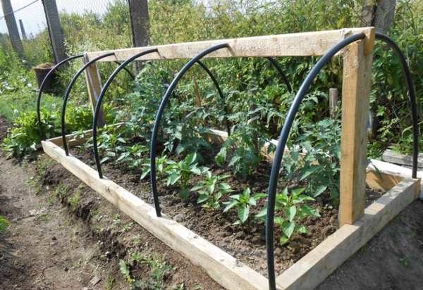 Cette serre peut être utilisée non seulement pour la culture de poivrons ou d'aubergines. Après avoir cultivé les supports latéraux, si nécessaire, il sera possible d'attacher des concombres ou des tomates