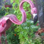 Flamant rose gracieux en compagnie de poulets)))