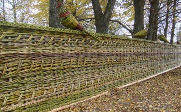 L'acacia est l'une des clôtures les moins chères, surtout si les jeunes pousses peuvent être coupées dans une forêt voisine