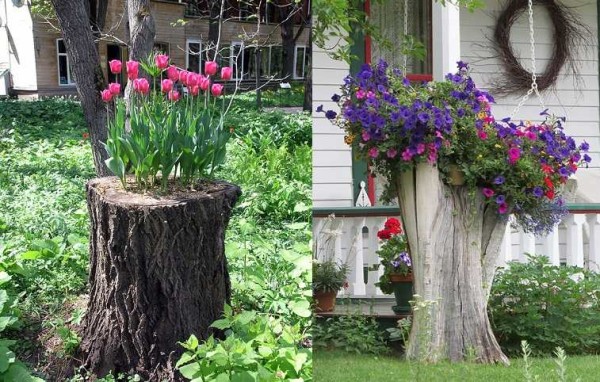 Et même une souche d'arbre un jour de printemps ...