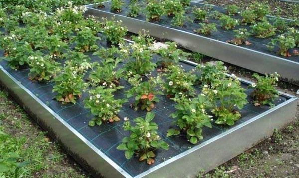 Les fraises font du bien