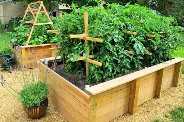 Pour les concombres et les tomates, vous devez prendre soin de la jarretière
