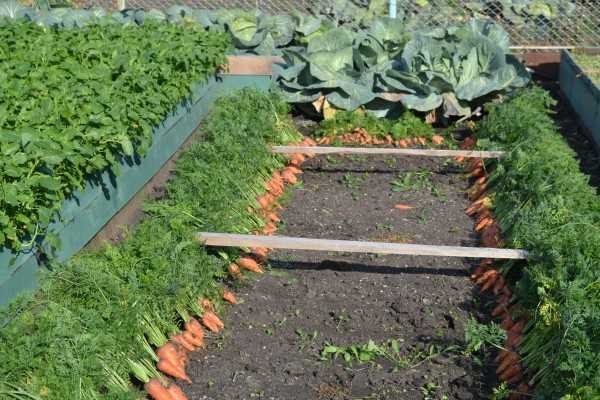 Carottes - une à une. Le meilleur dans un lit surélevé, bien que la même variété ait été plantée sur une ordinaire