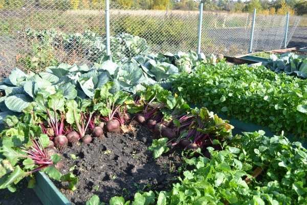Récolte de betteraves dans un jardin élevé