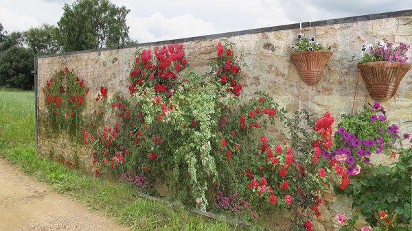 Mur de pierre et roses
